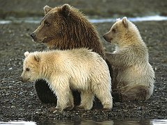 Bears in Katmai National Park, Alaska